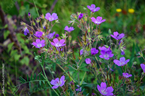 Flowers in a meadow nature. Natural summer background with flowers in the meadow in the morning sun rays. Morning field background with flowers.