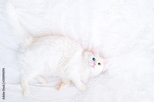 Side top view on funny white cat with different color eyes lying on white bed and looking up at camera. Cat sleep and dreams. Copyspace for text. Turkish angora kittten with blue and green eyes photo