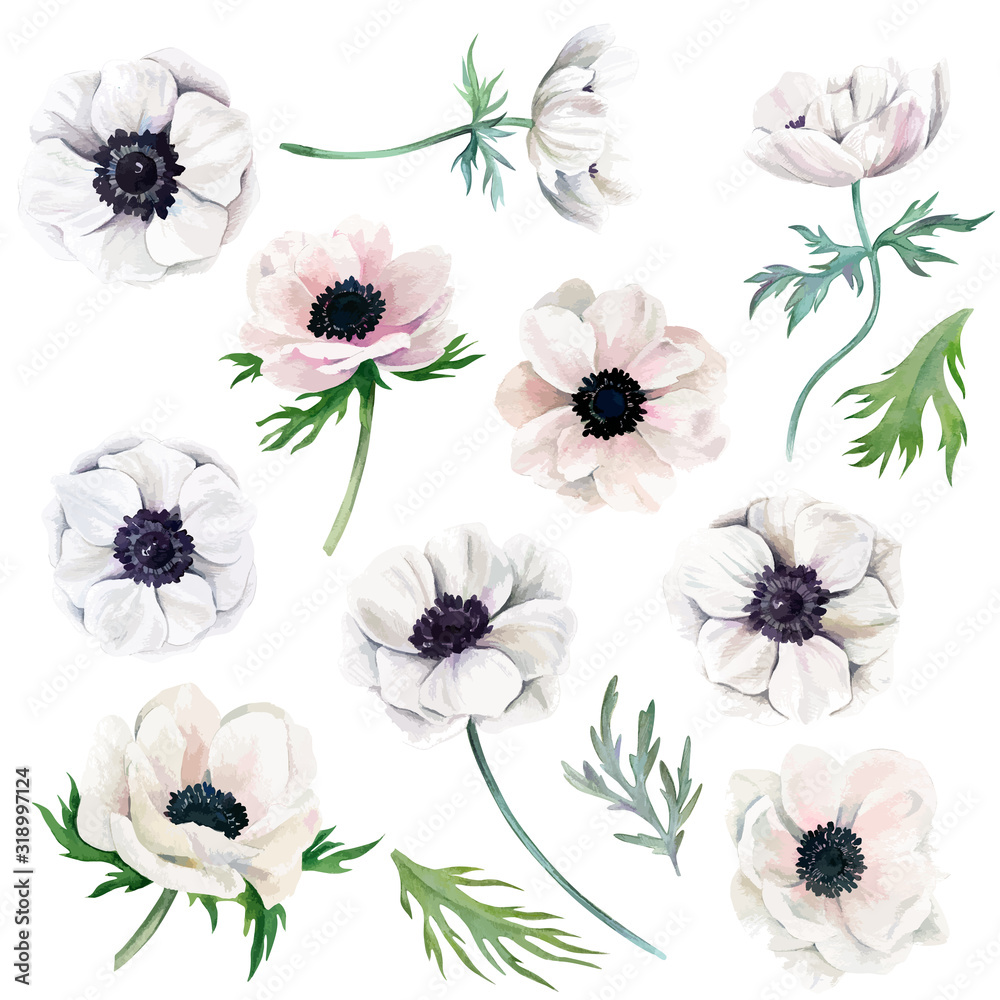 Obraz Watercolor collection of white anemones, flowers and leaves