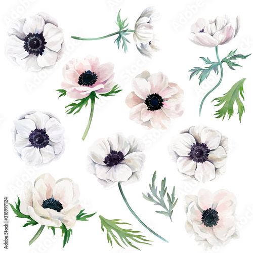 Obraz na płótnie Watercolor collection of white anemones, flowers and leaves