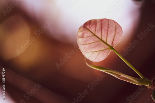 Green Bo leaf with Sunlight  in the morning, Bo tree  representing Buddhism in thailand. photo