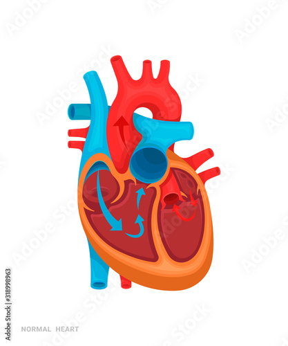 Normal heart. Illustration for medicine books, websites, apps.