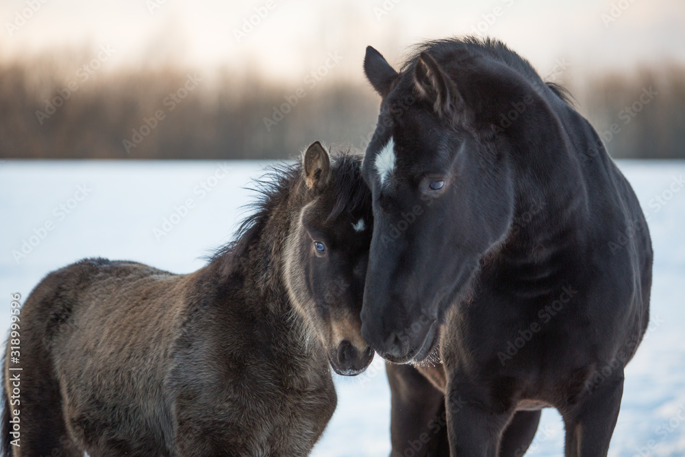 Portrait of a horse and foal in winter