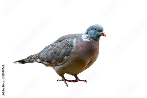 Common wood pigeon (Columba palumbus) against white background
