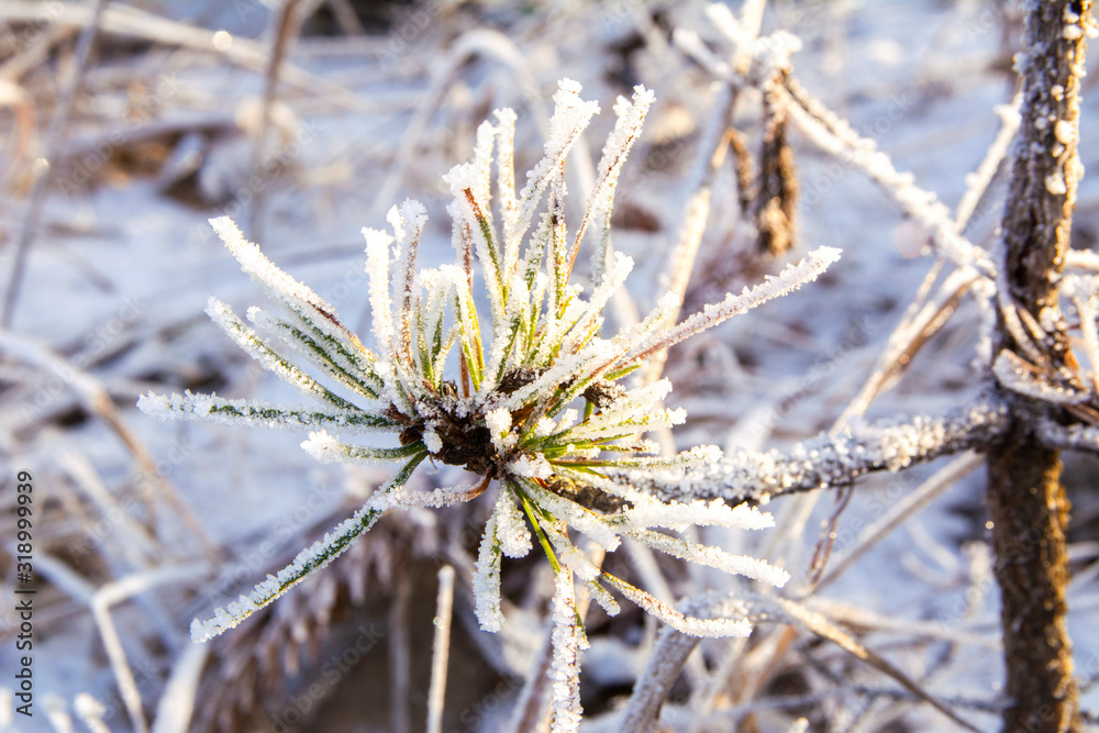 Obraz premium Pine tree branch with frost, Finland