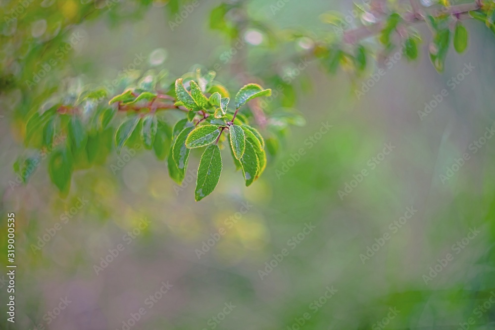 Green tree branches with blank background Green tree branches with blank background