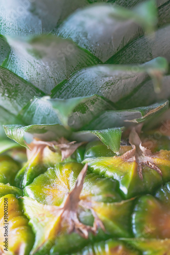 Tropical pattern from pineapple plant with green leaves. Macro photo of ananas, color and vertical image.