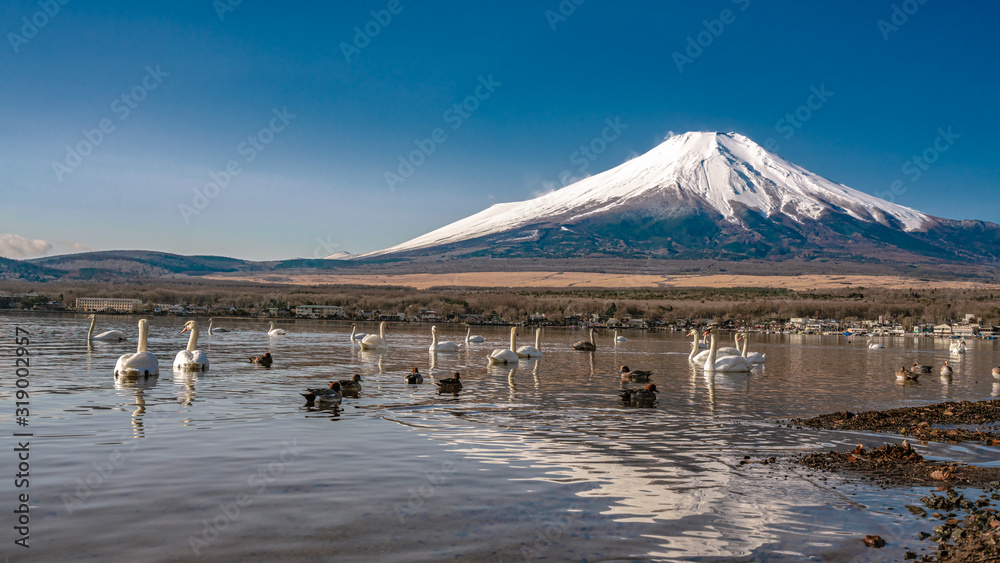 Swan Lake With Mount Fuji View Background