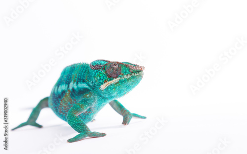 Close up of rare Panther Chameleon Nosy Be on white background.
