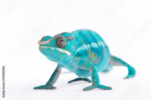 Close up of rare Panther Chameleon Nosy Be on white background. © vladimirhodac