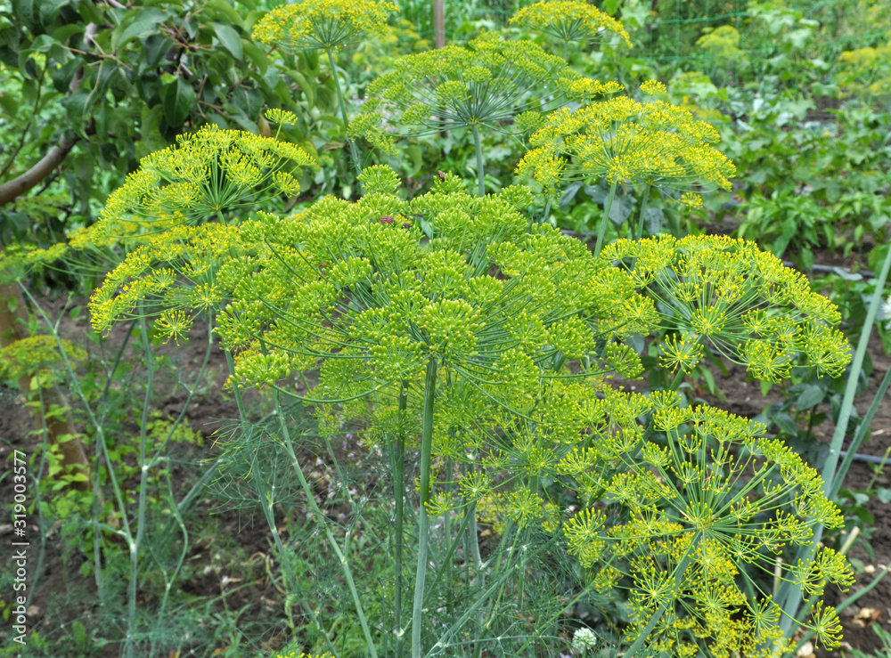 Vegetable dill grows in the garden