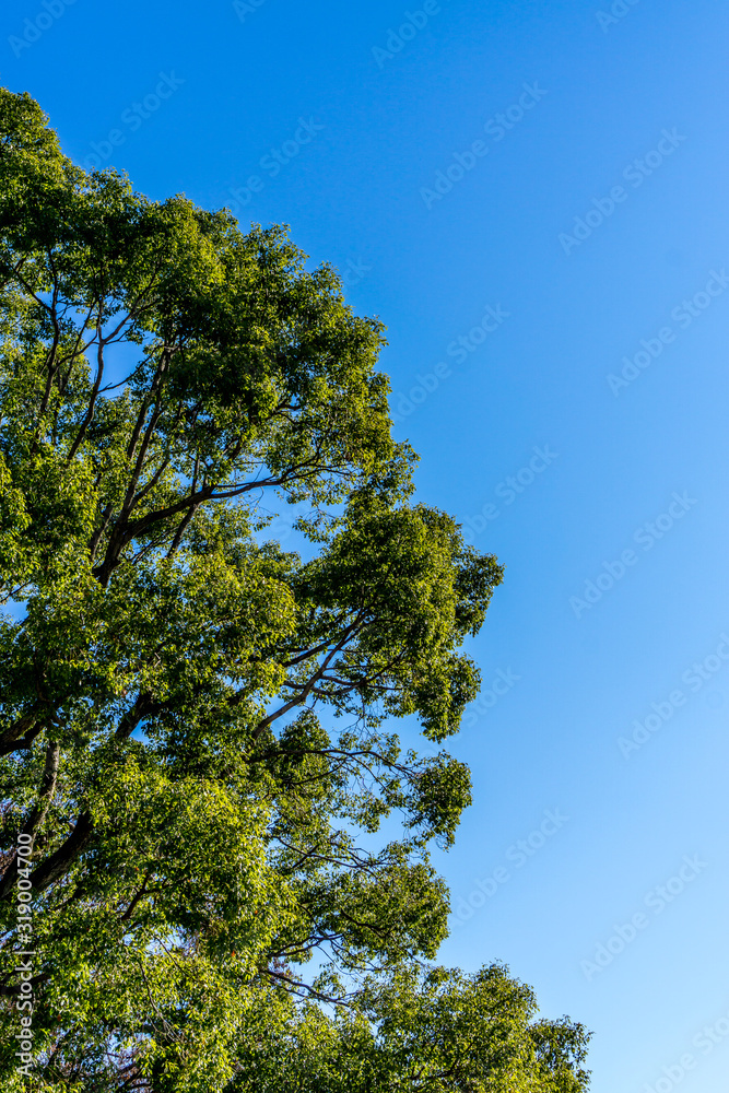 Beautiful green tree against a clear blue sky Beautiful green tree against a clear blue sky