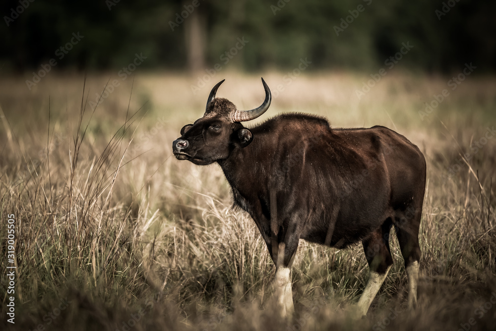 Gaur or Indian Bison or bos gaurus fine art image at bandhavgarh national park or tiger reserve, madhya pradesh, india Gaur or Indian Bison or bos gaurus fine art image at bandhavgarh national park or tiger reserve, madhya pradesh, india