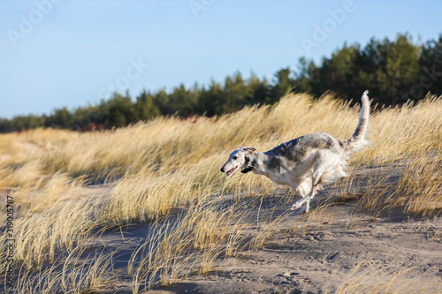 running dog russian borzoi hound on the beach