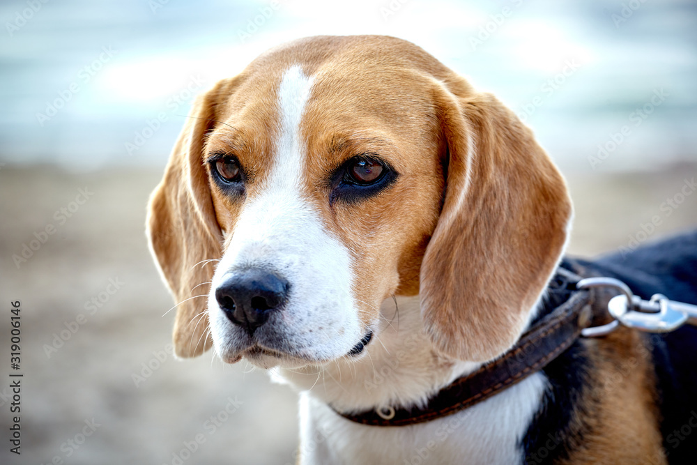 Portrait of Beagle dog walking around