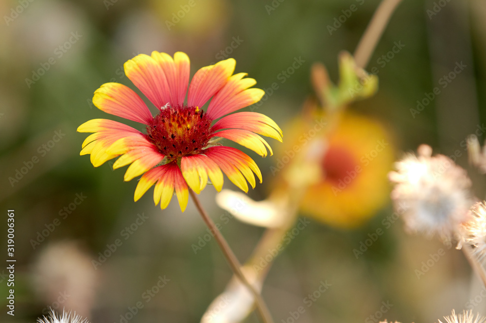 Gaillardia with red and yellow petals on blurred background Gaillardia with red and yellow petals on blurred background