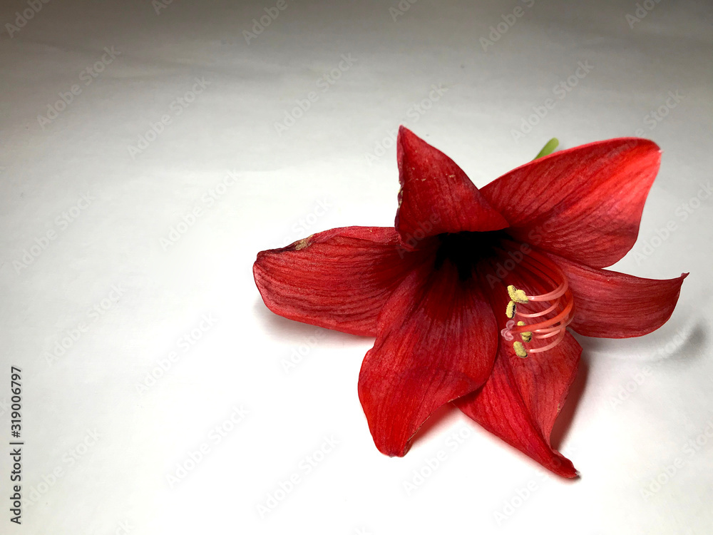 Deep red flower of amaryllis on white background with shades and copy space Deep red flower of amaryllis on white background with shades and copy space