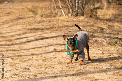 a small dog in a jumpsuit walks through the forest