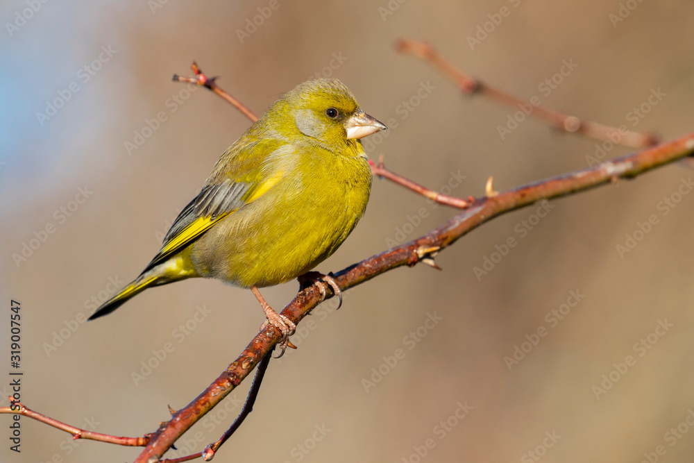 European male goldfinch (chloris chloris), sitting on a branch on a homogeneous blurred background.