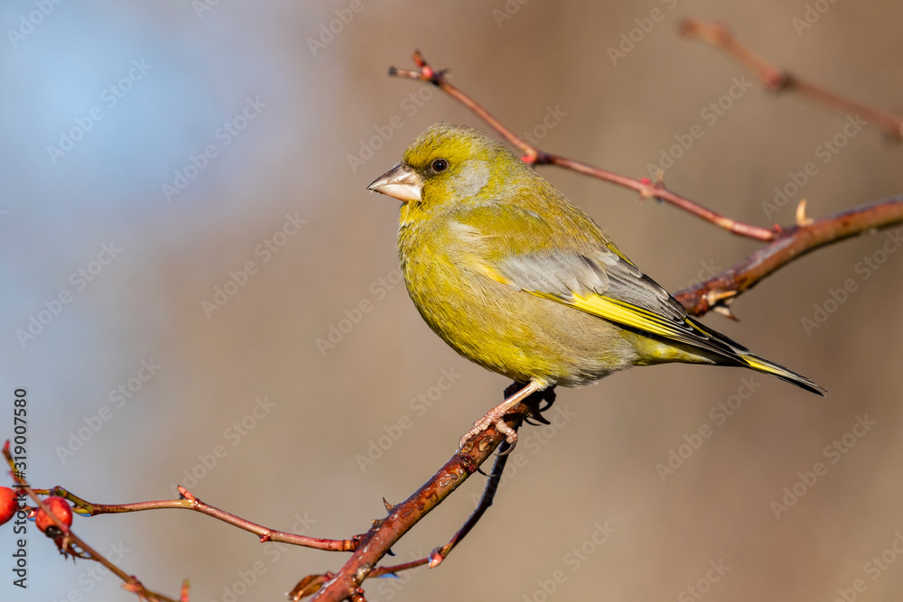 Fototapeta premium European male goldfinch (chloris chloris), sitting on a branch on a homogeneous blurred background.