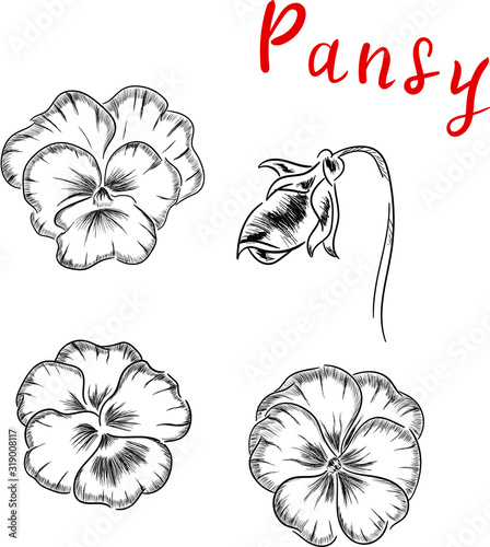 Pansy botanical, flowers isolated illustration on white background . Concept for logo, cards, icon, print  