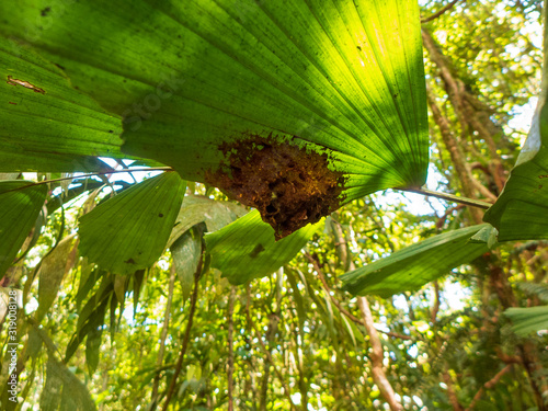 Im Tirimbina Reservat bei Puerto Viejo gelangt man über eine der längsten Hängebrücken Costa Ricas direkt in den tropischen Regenwald. Ein Termitennest ist unter einem Blatt. photo