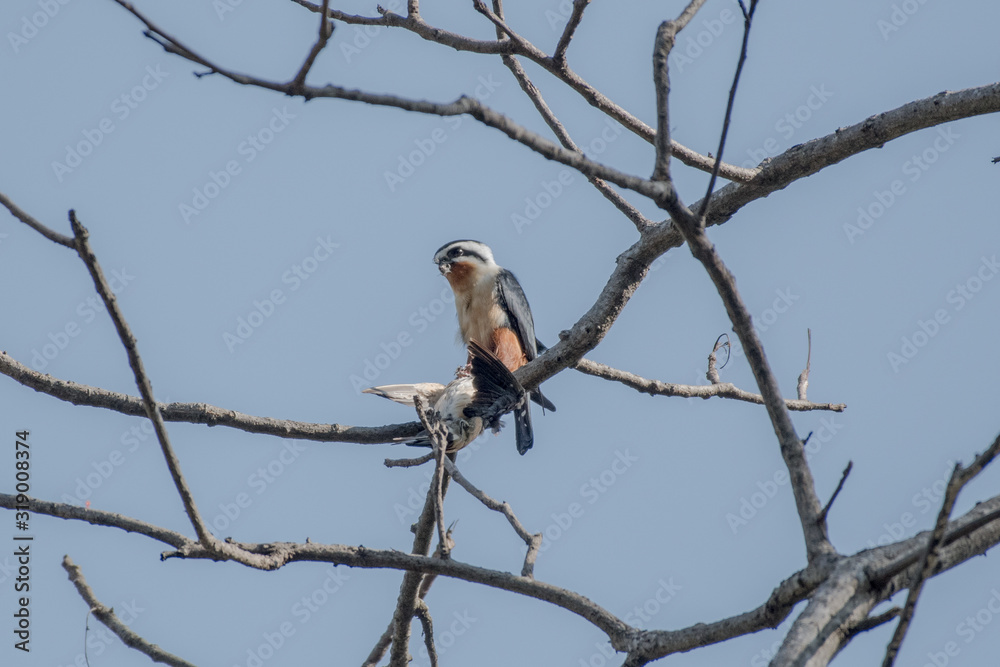 Collared Falconet is a species of bird of prey in the Falconidae family. It is found in the Indian Subcontinent and Southeast Asia, ranging across Bangladesh, Bhutan, Cambodia, India. Collared Falconet is a species of bird of prey in the Falconidae family. It is found in the Indian Subcontinent and Southeast Asia, ranging across Bangladesh, Bhutan, Cambodia, India.
