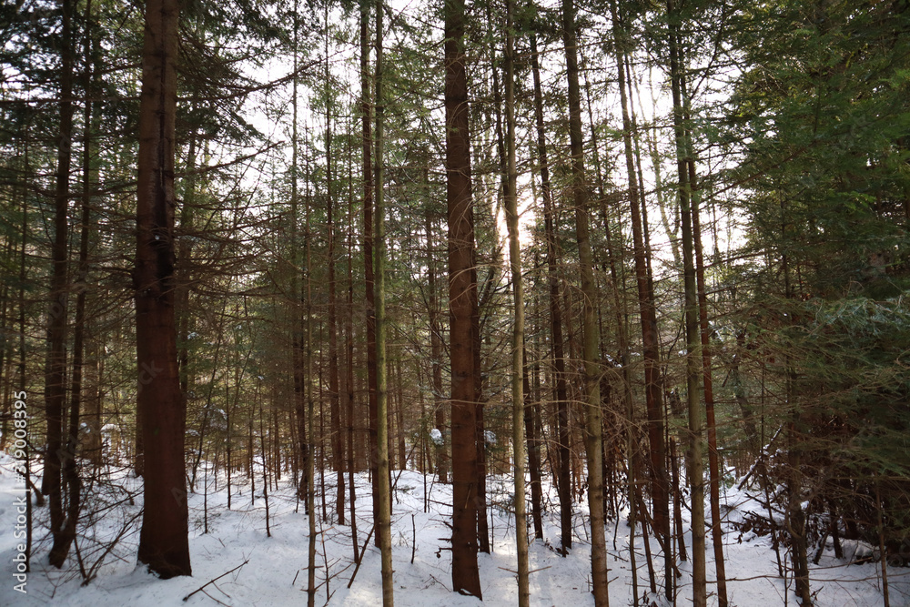 Sunrise in the forest. Rays of light. The forest wakes up. Winter in the Ukrainian karptai.Natural resources. Sunrise in the forest. Rays of light. The forest wakes up. Winter in the Ukrainian karptai.Natural resources.