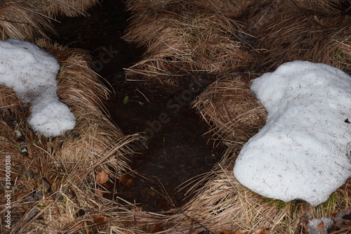 Osttirol, Tristach, Amlach, Lienz, See, Alter See, Tristacher See, Tristachersee, Biotop, Naturdenkmal, Denkmal, Naturschutzgebiet, Natur, Naturschutz, Gras, Wasser, See, Büschel, Enten, Eis, Winter,  photo