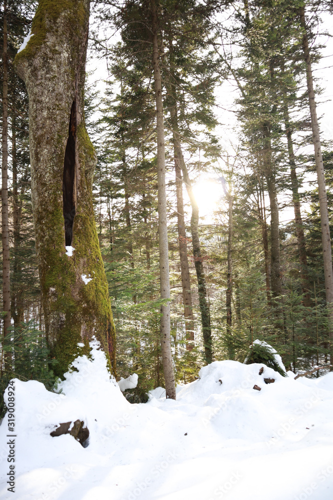 Fototapeta premium Sunrise in the forest. Rays of light. The forest wakes up. Winter in the Ukrainian karptai.Natural resources.