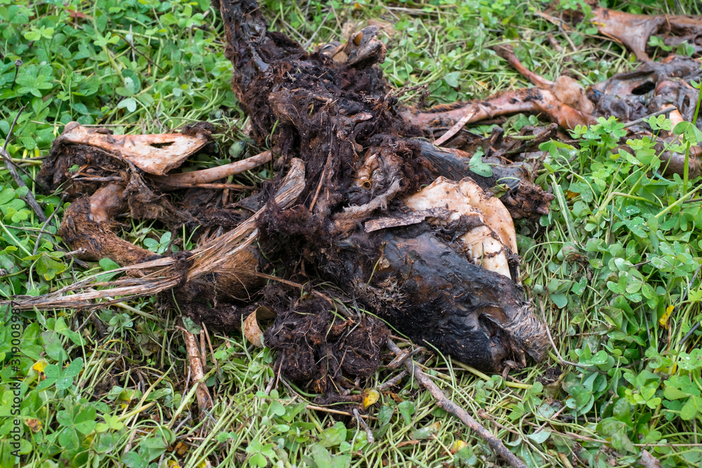 Naklejka premium decomposing wild boar in the forest