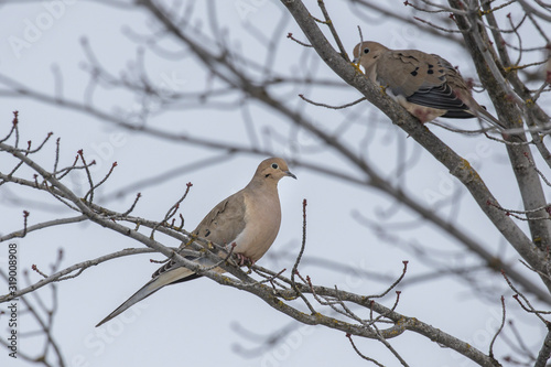 Mourning dove in a tree.