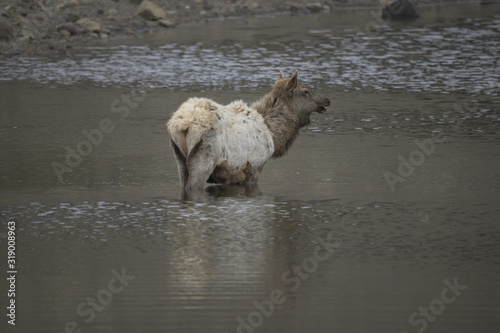 Fototapeta Naklejka Na Ścianę i Meble -  Single elk in water in yellowstone, USA