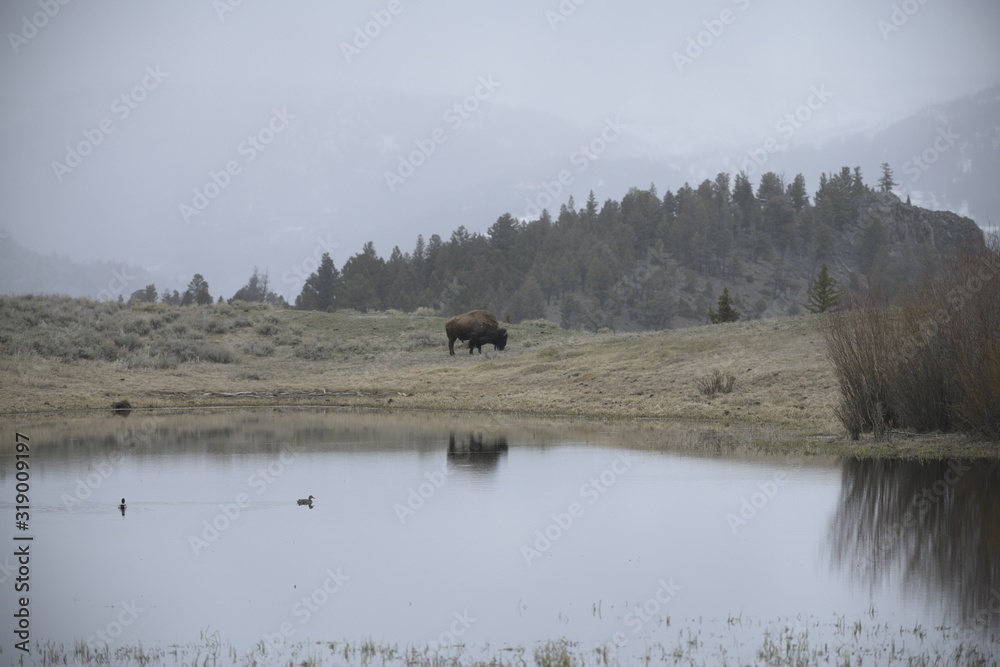 Single bison grazing near river in yellowstone, USA