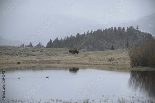 Single bison grazing near river in yellowstone, USA