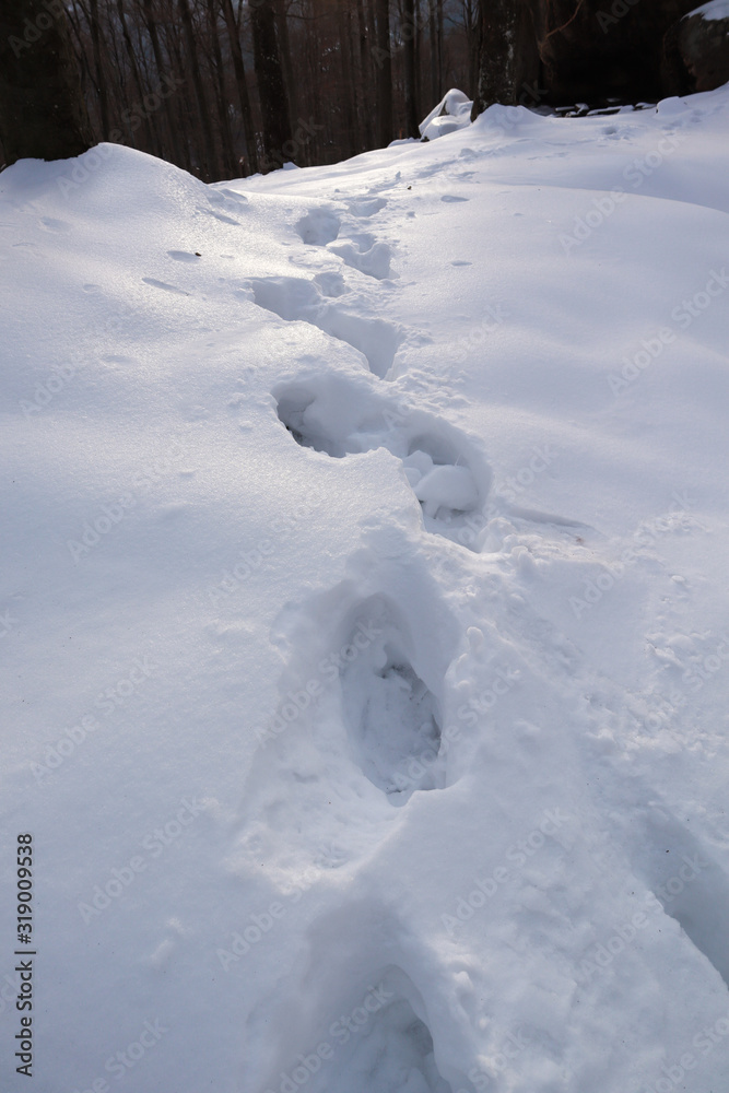 Obraz premium Human footprints in the snow