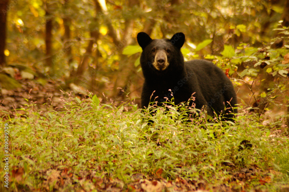 Naklejka premium Curtis Creek Bear #3