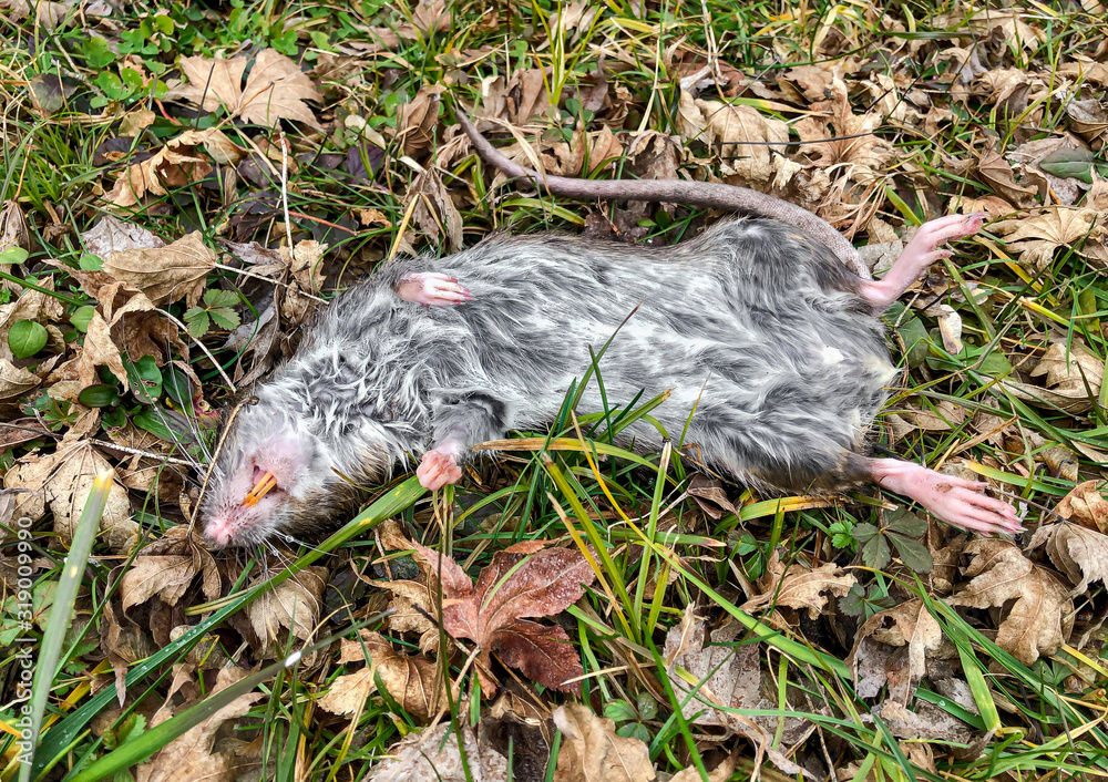 big dead rat