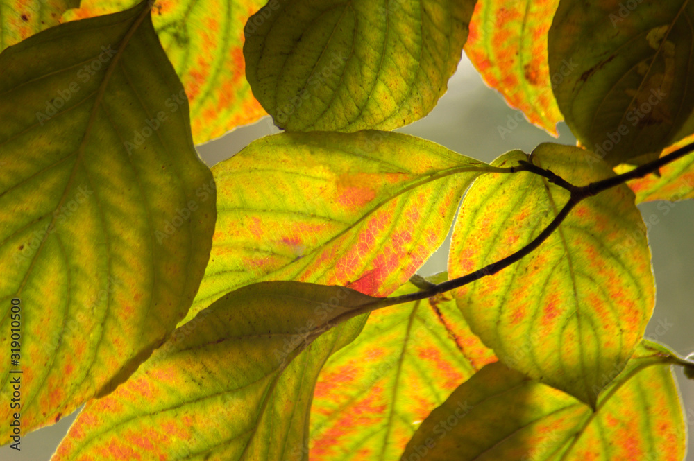 Obraz premium Fall Pattern