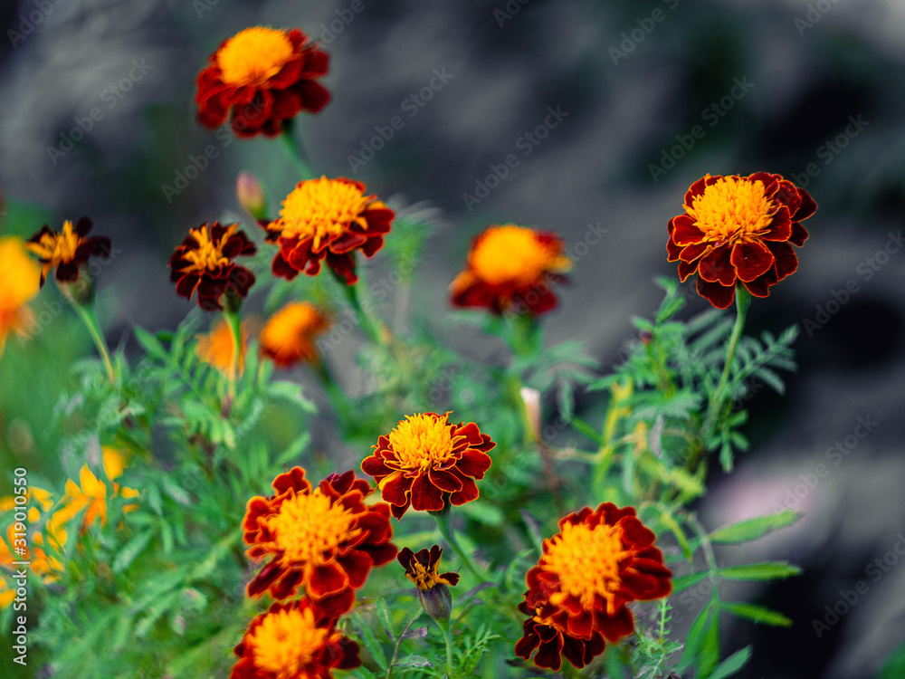 Marigold,yellow flower,Marigold tree,orange marigold,Marigold petals