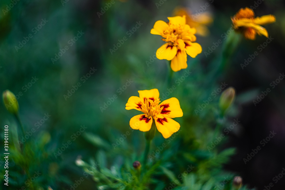 Marigold,yellow flower,Marigold tree,orange marigold,Marigold petals Marigold,yellow flower,Marigold tree,orange marigold,Marigold petals