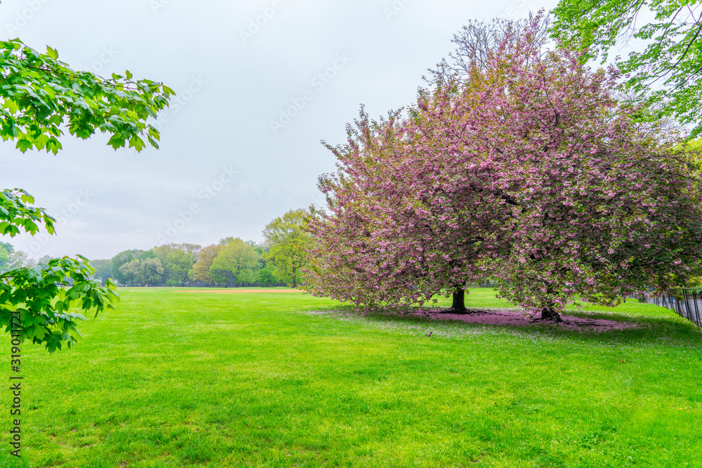 A pair of Cherry blossom trees stands on the Great Lawn and many fallen Cherry petals cover the lawn under the trees in Central Park New York City NY USA on May 04 2019. A pair of Cherry blossom trees stands on the Great Lawn and many fallen Cherry petals cover the lawn under the trees in Central Park New York City NY USA on May 04 2019.