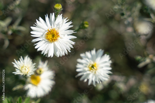 three beautiful white aster flowers on green grass background. selective focus