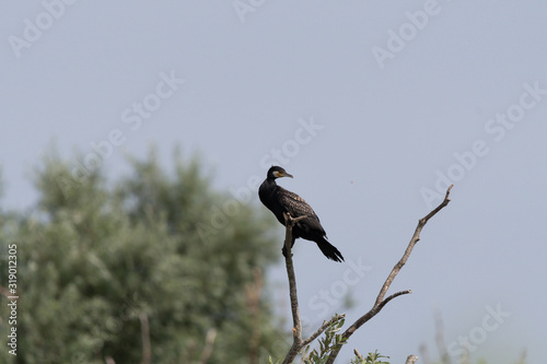 Kormoran