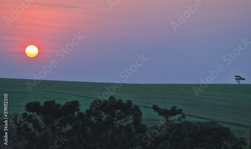 Принти на полотні sunset over the FIELD / CARAZINHO RIO GRANDE DO SUL