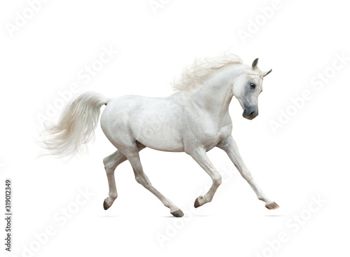 Snow white arabian horse running isolated