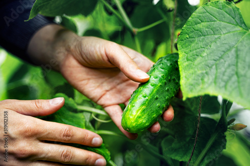 Woman caring for growing cucumbers in a greenhouse. Harvesting concept