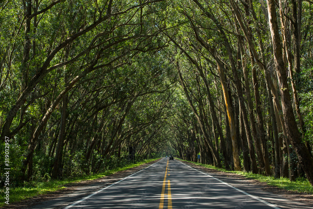 Fototapeta premium road in the forest / TUNEL VERDE BALNEÁRIO PINHAL RIO GRANDE DO SUL