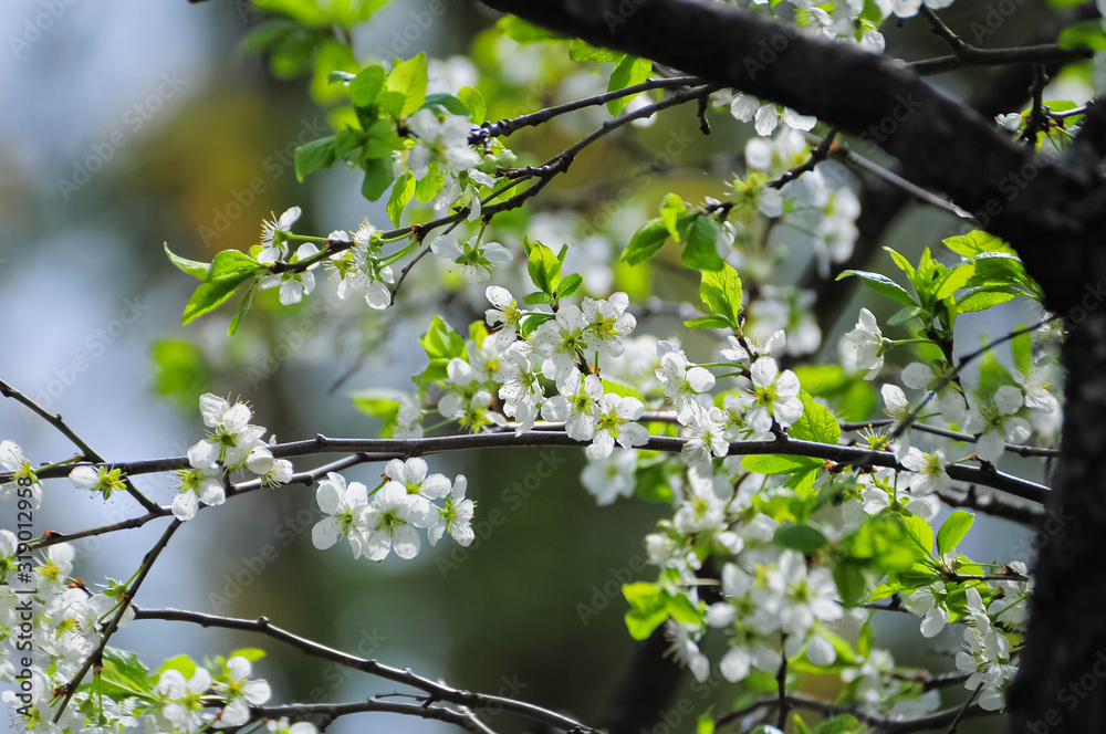 Blossoming of plum white flowers in spring time, natural seasonal background