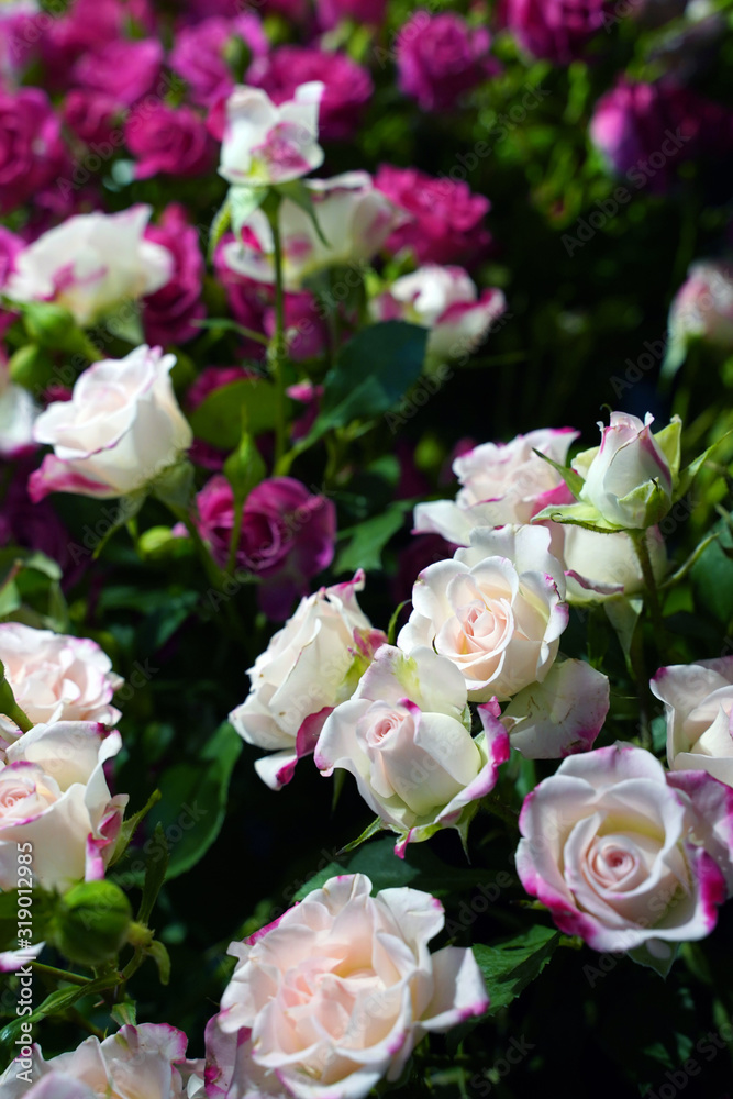 Fototapeta premium bouquet of natural pink roses. selective focus